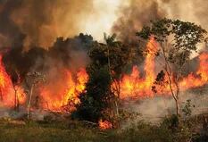 Viaje al corazón del Amazonas en llamas: la batalla por el futuro de la selva
