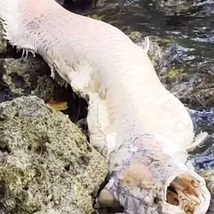 El ejemplar de arapaima apareció muerto en un río del oeste de Florida que desemboca en el golfo de México