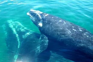 La madre de Serena, la ballena 13, fue una de las primeras ballenas francas foto identificadas en Peni´nsula Valde´s en 1971