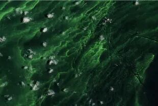El color verde obedece a presencia de algas