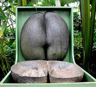 La semilla más grande del mundo pertenece a la palmera (Lodoicea maldivica).