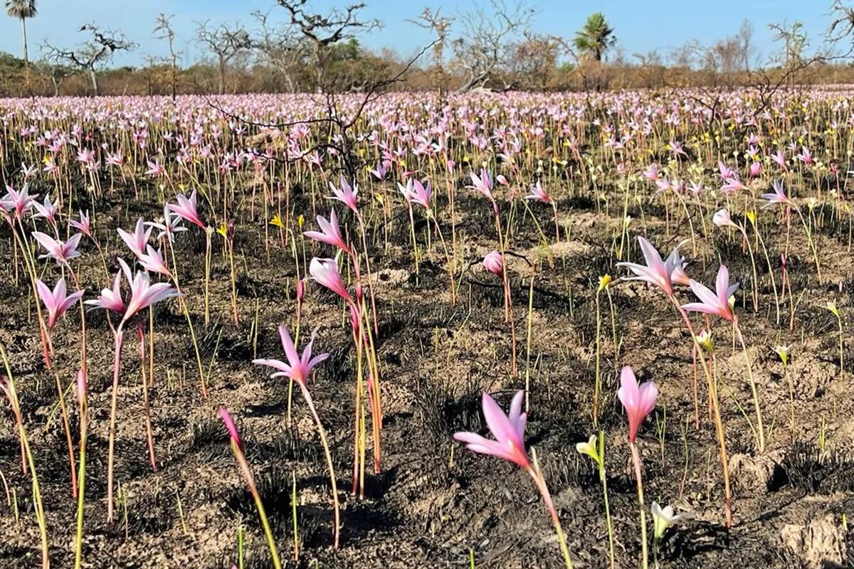 En los Esteros del Iberá, crecieron flores entre las cenizas - LA NACION