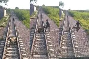 Manejaba el tren cuando vio a un perro atado a las vías: su rápida reacción salvó la vida del animal
