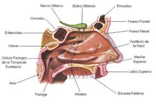 El sistema olfatorio en el cuerpo humano