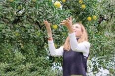 3 excelentes razones para tener un limonero en tu jardín, patio o terraza