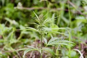 El Gobierno pone en marcha un proyecto de investigación sobre el cultivo de cannabis