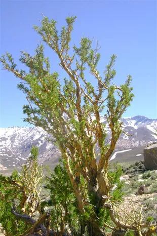 El nombre completo del lugar es Valle de Las Leñas Amarillas, que fue inspirado en un arbusto que abunda en la zona, conocido por los locales como "Leña amarilla". El nombre científico de la planta es "adesmia pinifolia".