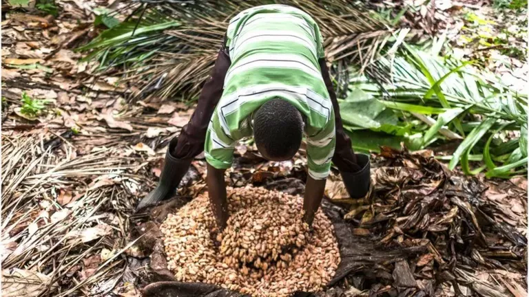 En esta finca en la República Democrática del Congo, los granos se ponen en un hoyo para que fermenten