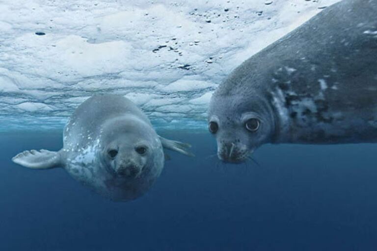 Las focas tienen un bazo más grande que otros mamíferos, y eso es uno de los factores que les facilita la sumersión