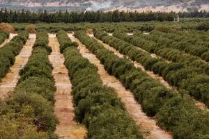 En busca del oro verde: el olivo lleva por paisajes y sabores de La Rioja