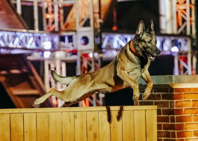 En Top Dogs, los canes deben superar obstáculos inspirados en el entrenamiento de fuerzas de seguridad