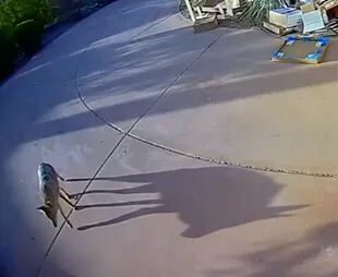 El coyote huyó cuando el bebé lloró, pero después regresó para merodear por fuera de la casa