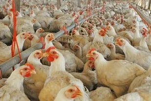 Pan, harina, fideos y pollo: el Gobierno ya busca darle forma a un fondo para subsidios