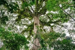 Ceiba pentandra en la Amazonia. "Aproximadamente el 50% de la biomasa, de la madera de los árboles, es carbono"