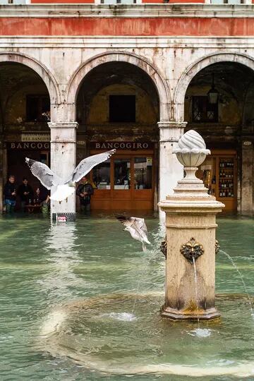 Sobre llovido, mojado. La fuente inundada y las palomas. Triste postal de la realidad veneciana.