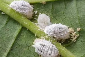 El truco para eliminar definitivamente la cochinilla algodonosa de las plantas con ingredientes naturales
