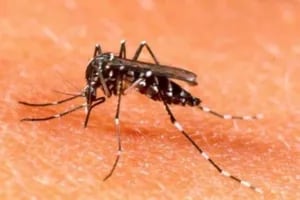 Los lugares menos pensados donde se oculta el mosquito que transmite el dengue y la chikungunya