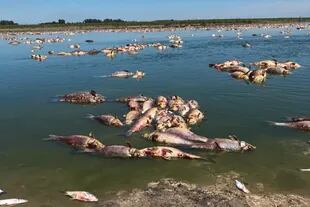 Los productores de la zona aseguran que nunca vieron el rio en ese nivel, y tampoco semejante cantidad de peces muertos