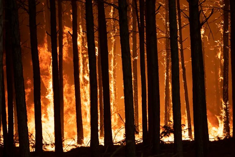El fuego estuvo avanzando a razón de más de 30.000 hectáreas por día. (AP Foto/Rodrigo Abd)