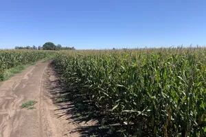 El maíz argentino tiene la menor huella de carbono del mundo