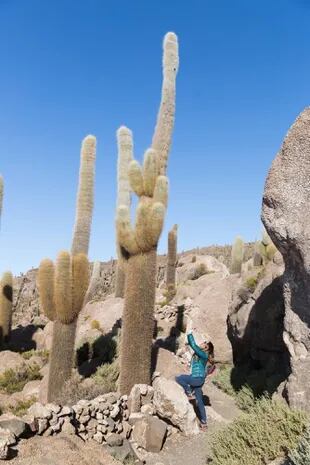 En la isla Incahuasi los cactus son milenarios.