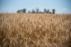 La siembra de trigo, muy dependiente del clima de las próximas semanas