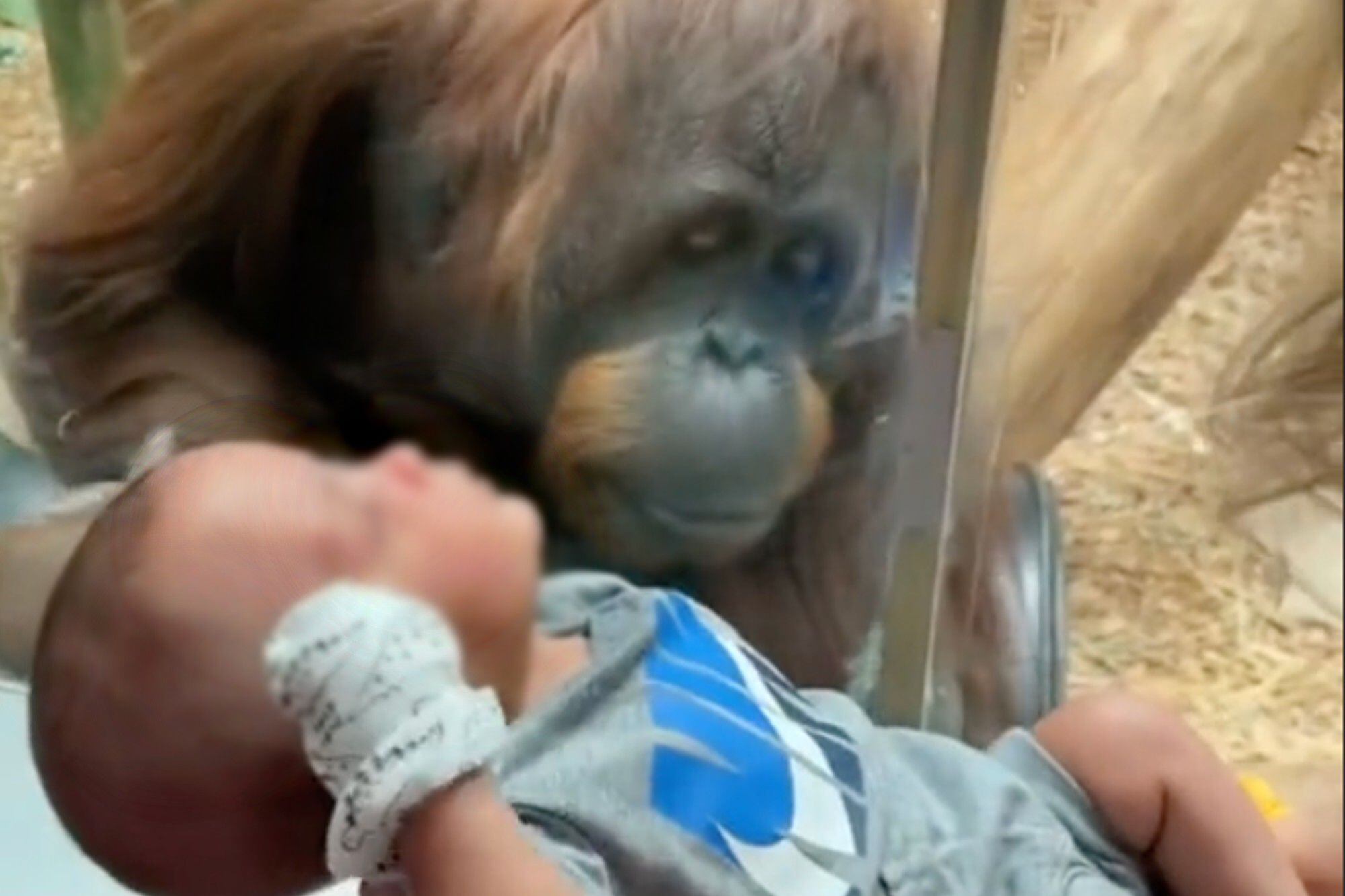 El conmovedor pedido de un orangután a una mujer en el zoológico