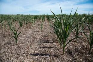 El maíz detuvo su crecimiento por la sequía
