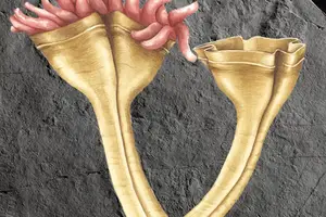 Científicos hallaron el fósil del depredador más antiguo que se conoce