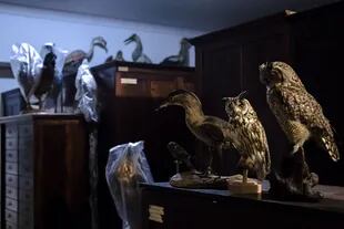 Salón de aves embalsamadas, colección histórica del museo.