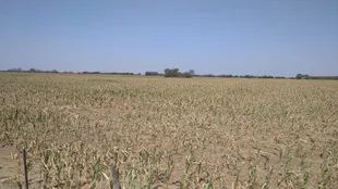 Maíz de primera en Cruz Alta, Córdoba límite con Santa Fe afectado por la sequía