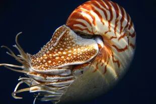 El nautilus es un cefalópodo de más de millones de años