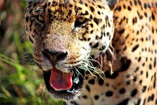 El jaguareté Nahuel