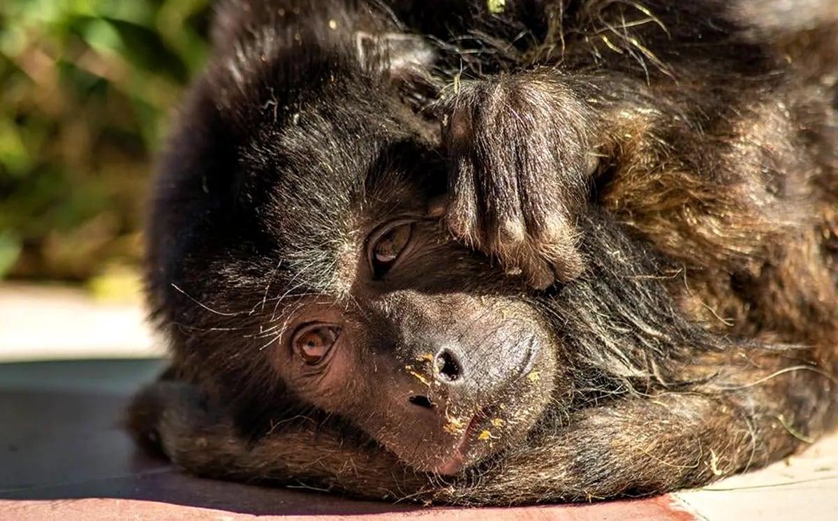 Coco, un ejemplar de mono carayá, hoy bajo el cuidado de la Fundación Zorba