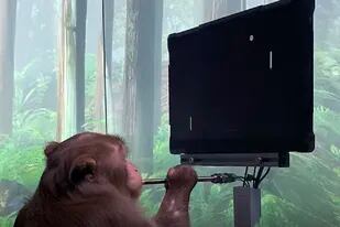 Neuralink: un implante en el cerebro permite que un macaco juegue al Pong