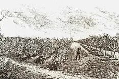Rincón Gaucho: los vinos frescos de aquellos viñedos de Temperley