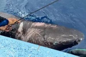 Reapareció el tiburón de más longevo del mundo y el video causó conmoción