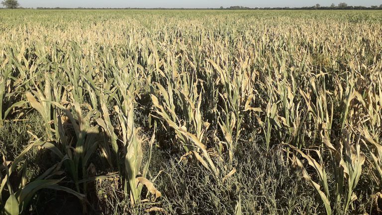 Cultivo de Diego Sara, productor de la zona de Presidente Roca, Santa Fe, afectado por la sequía.