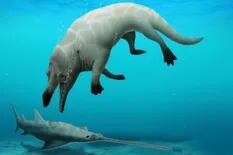 Descubren una nueva especie de ballena de cuatro patas en Egipto