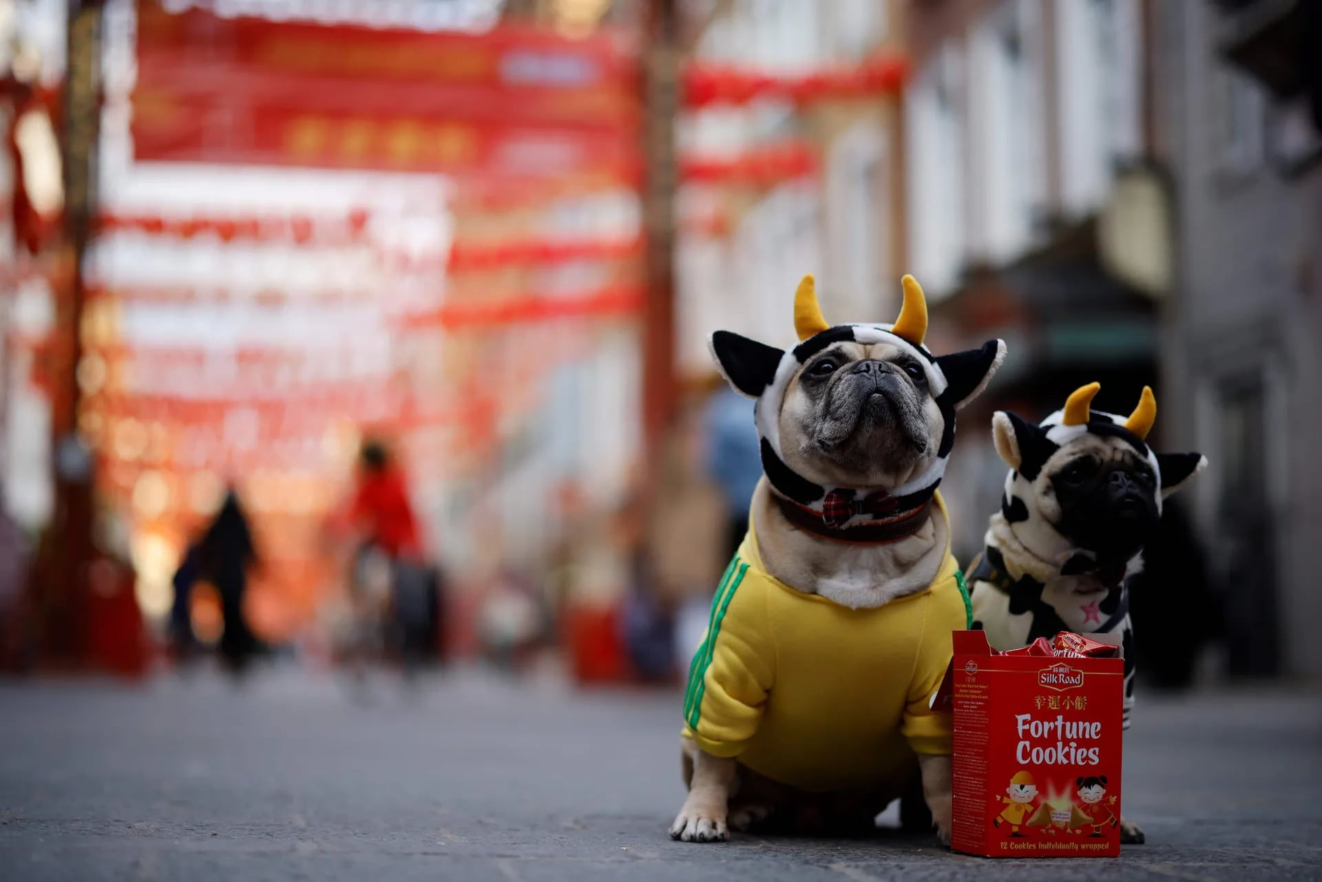 Dos perros posan con un paquete de galletas de la fortuna en Chinatown el primer día del Año Nuevo Lunar, que marca el comienzo del Año del Buey en el centro de Londres