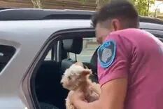 Un policía tuvo que romper la ventanilla de una camioneta para liberar a un perro que estaba encerrado con la sensación térmica en 38º