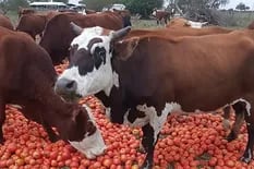 El impactante destino de miles de kilos de tomates: “Para los chanchos y vacas”