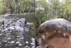 Un fotógrafo logró una imagen de caimanes nunca antes vista