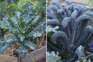 Kale crespo (‘Curled Kale’) y kale ‘Cavolo Nero’ o piel de dinosaurio. Una planta crucífera de la que se consumen sus hojas cocidas al vapor o apenas salteadas en aceite de oliva.