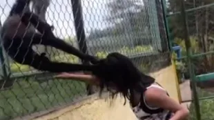 El mono tiró del pelo a la niña (Crédito: Captura de video TikTok)