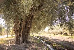 Los olivos de Laur son atípicos en Mendoza: muchas de las fincas históricas se venden para proyectos inmobiliarios que son más rentables que los agrícolas y se va perdiendo la olivicultura.