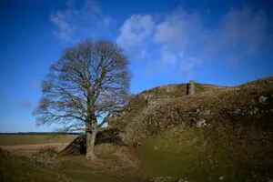 Arrestan a un adolescente en Inglaterra por talar un emblemático árbol junto a un muro romano