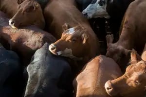 Poca oferta tras el Carnaval y precios con mejoras en el Mercado Agroganadero de Cañuelas