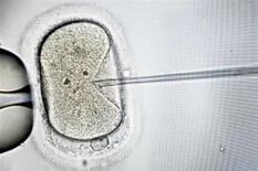 Fallo: impiden a una mujer implantarse embriones que congeló con su expareja