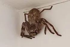 Susto: encontró una enorme araña en la ducha y le aconsejaron que deje su casa
